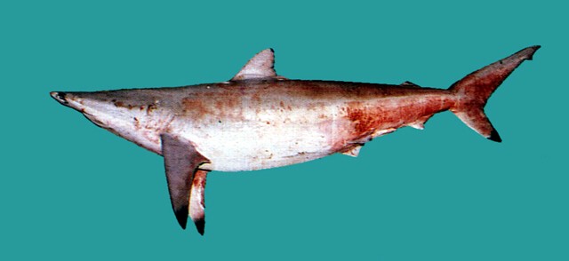 Carcharhinus brevipinna直齒真鯊