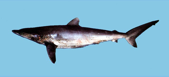 WCPFC年會平滑白眼鮫（或稱黑鯊）禁捕令，船上不能持有，也不能卸下黑鯊。（圖片來源：魚類生態進化研究室）