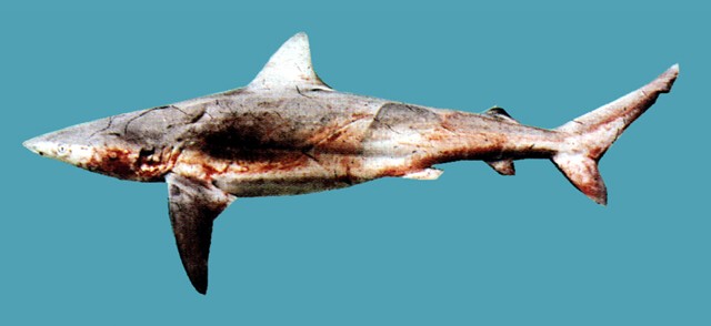 Carcharhinus obscurus灰色真鯊