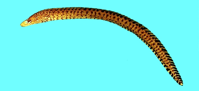 Gymnothorax zonipectis帶尾裸胸鯙
