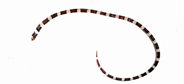Leiuranus semicinctus半環蓋蛇鰻