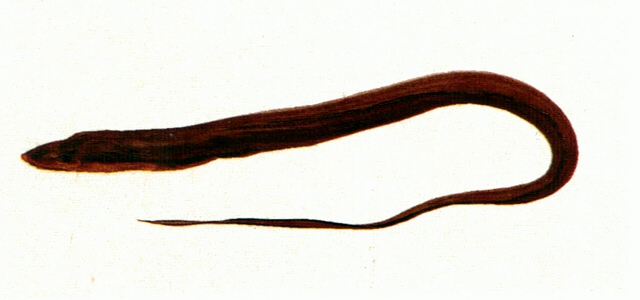 Rhynchoconger ectenurus黑尾突吻糯鰻