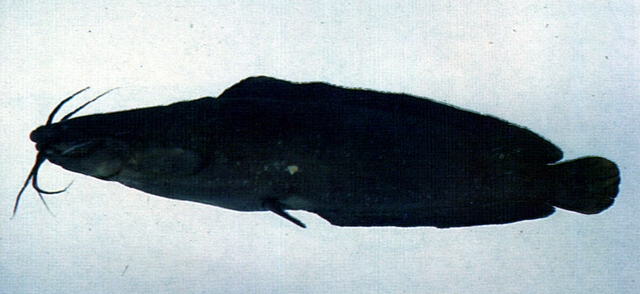 Clarias fuscus塘虱魚