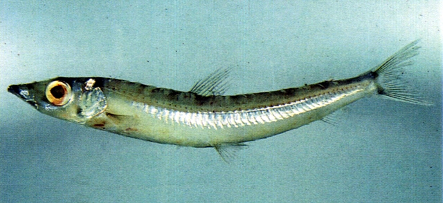 Glossanodon semifasciatus半帶水珍魚
