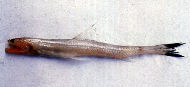 Harpadon microchir小鰭鐮齒魚