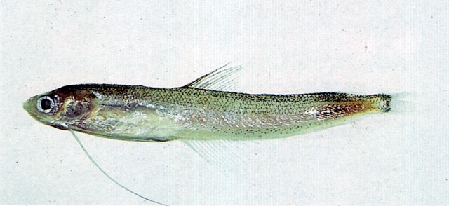 Bregmaceros japonicus日本海鰗鰍