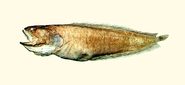 Porocephalichthys dasyrhynchus毛吻孔頭鼬魚