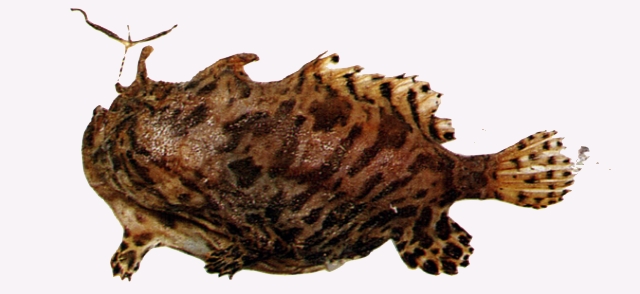 Antennarius striatus條紋躄魚