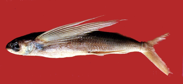 Cheilopogon agoo阿戈鬚唇飛魚