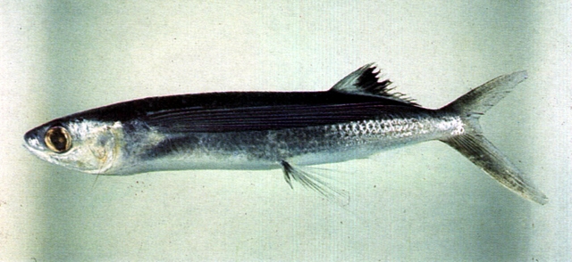 Cheilopogon cyanopterus image
