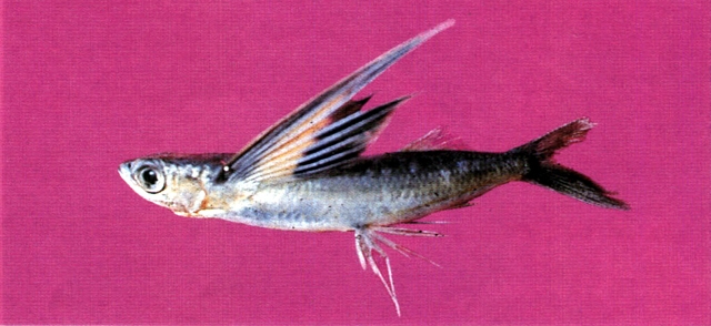 Cheilopogon abei阿氏鬚唇飛魚