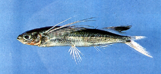 Parexocoetus brachypterus brachypterus image