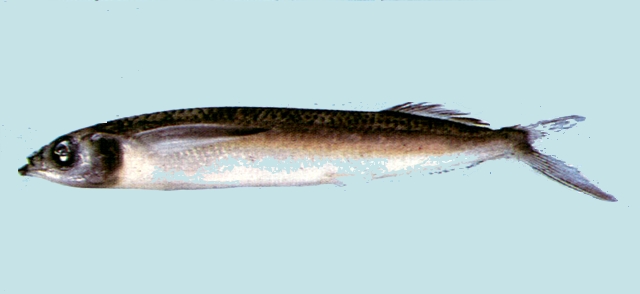 Oxyporhamphus micropterus micropterus image