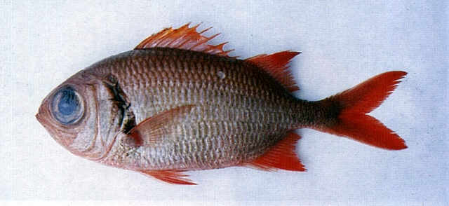 Myripristis murdjan赤鋸鱗魚