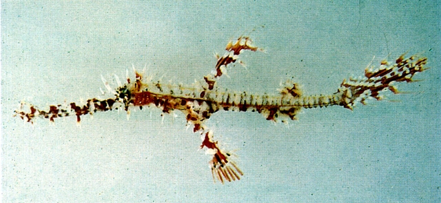 Solenostomus paradoxus細吻剃刀魚