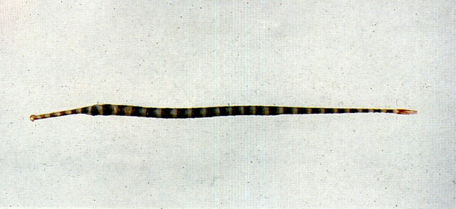 Dunckerocampus dactyliophorus帶紋斑節海龍