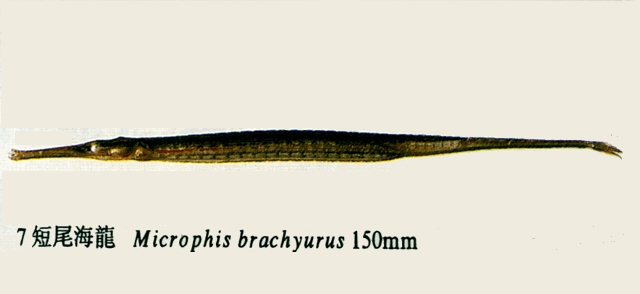 Microphis brachyurus brachyurus短尾腹囊海龍
