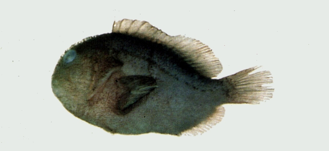Caracanthus unipinna單鰭頰棘鮋
