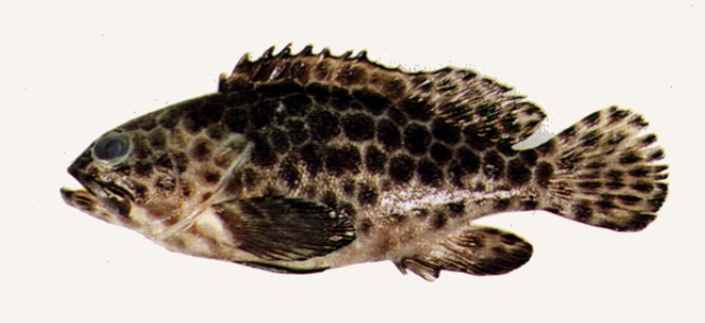 Epinephelus quoyanus玳瑁石斑魚