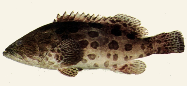 Epinephelus tukula藍身大斑石斑魚