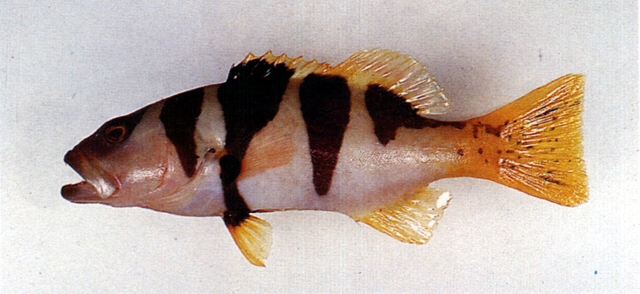 Plectropomus laevis橫斑刺鰓鮨