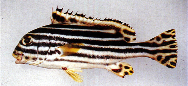 Plectorhinchus vittatus條斑胡椒鯛