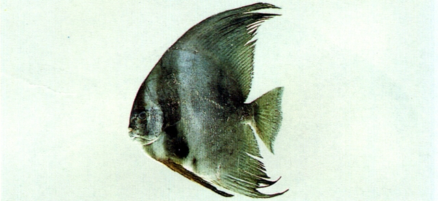 platax teira 尖翅燕鱼