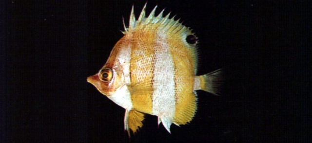 chaetodon modestus 朴蝴蝶鱼