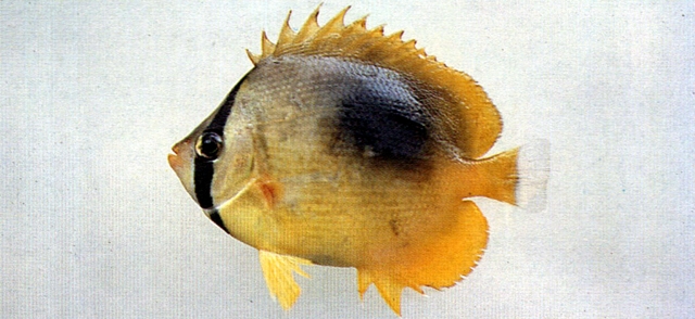 Chaetodon speculum鏡斑蝴蝶魚