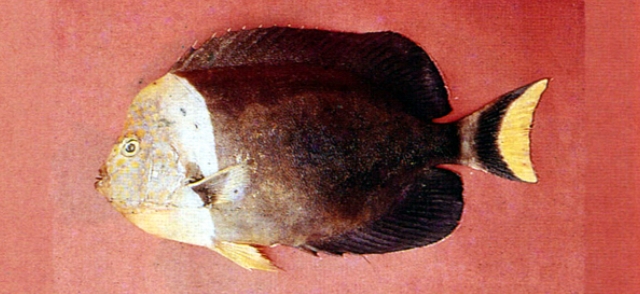 Chaetodontoplus personifer罩面荷包魚