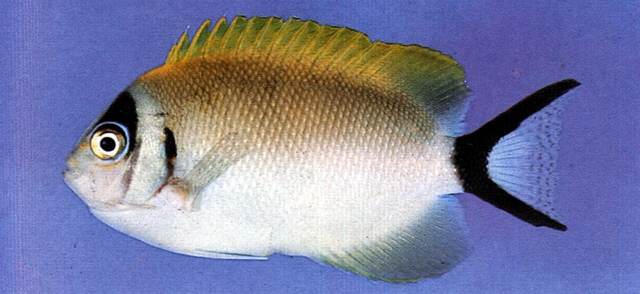 Genicanthus semifasciatus半紋背頰刺魚