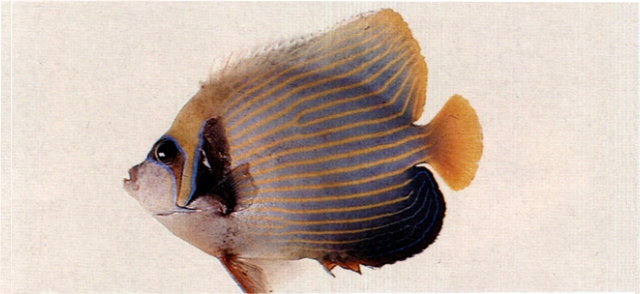 Pomacanthus imperator條紋蓋刺魚