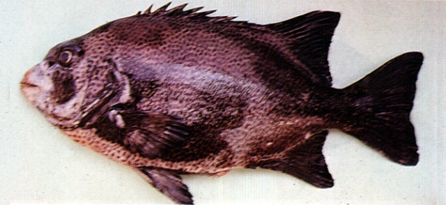 Oplegnathus punctatus斑石鯛