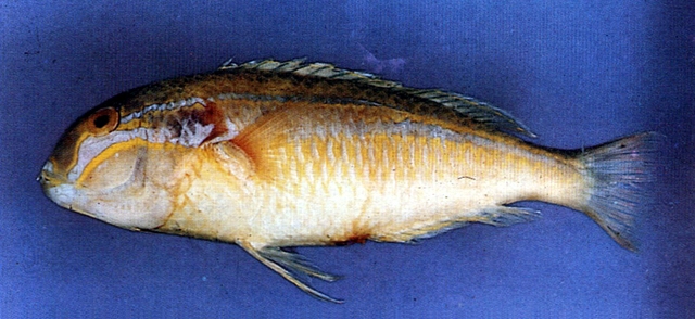 Choerodon gymnogenys紫紋豬齒魚