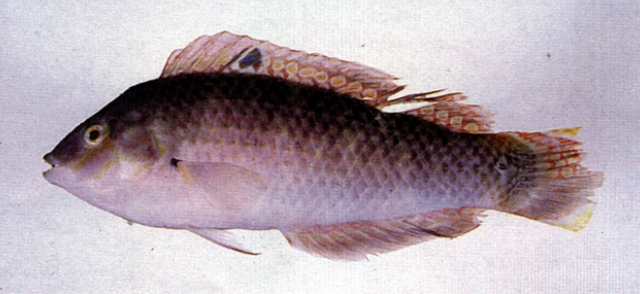 Halichoeres nigrescens黑帶海豬魚