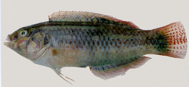 Halichoeres miniatus小海豬魚