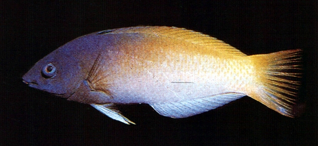 Halichoeres prosopeion黑額海豬魚