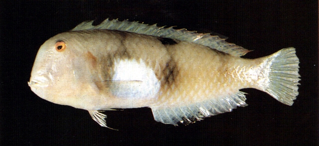 Iniistius aneitensis安納地項鰭魚
