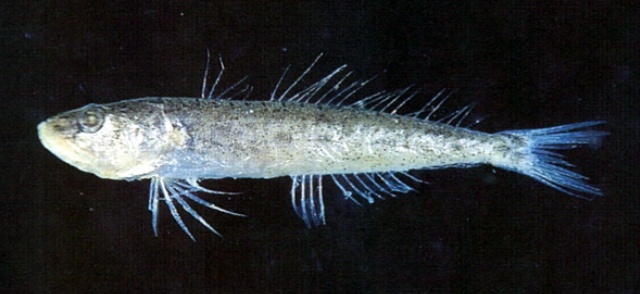 Champsodon guentheri貢氏鱷齒魚