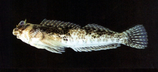 Entomacrodus striatus橫帶間頸鬚鳚