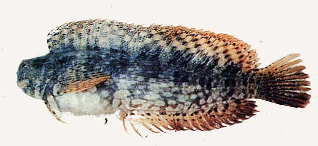 Salarias fasciatus細紋唇齒鳚