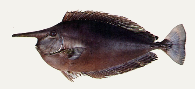 Naso brevirostris短吻鼻魚