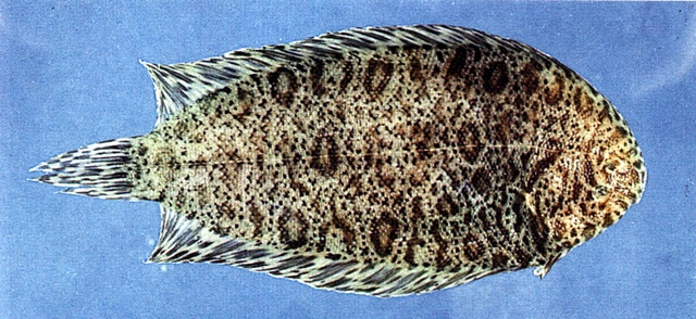 Liachirus melanospilos黑斑圓鱗鰨
