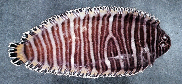 Pseudaesopia japonica日本擬鰨