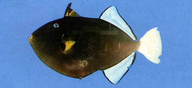Melichthys vidua黑邊角鱗魨