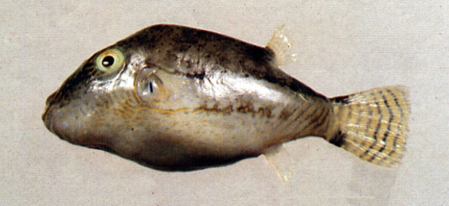 Canthigaster rivulata水紋尖鼻魨