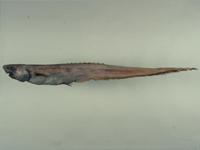Notacanthus abbotti長吻背棘魚