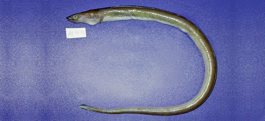 Echelus uropterus小尾鰭蠕鰻