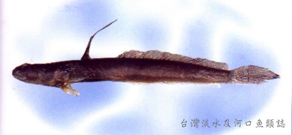 Scartelaos histophorus青彈塗魚