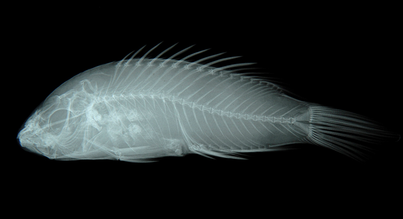 Oxycheilinus bimaculatus雙斑尖唇魚